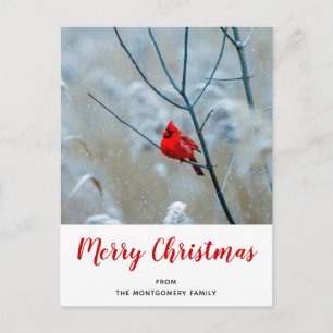 Red Cardinal in Winter Nature Photo Christmas Holiday Postcard