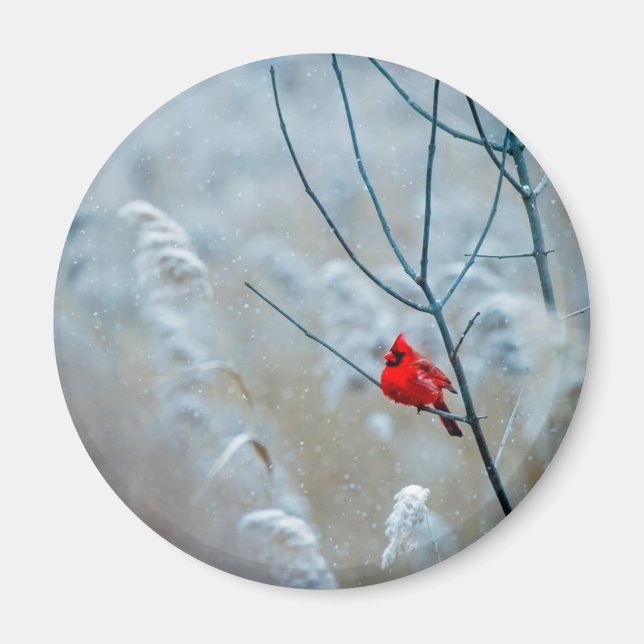 Red Cardinal in Winter Nature Photo Christmas Magnet (Front)