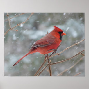 Red cardinal in Winter Poster