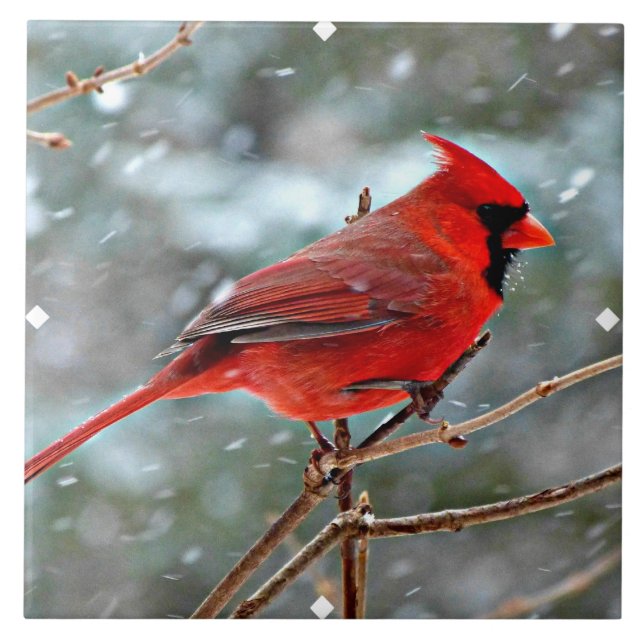 Red Cardinal in Winter Snow Tile (Front)