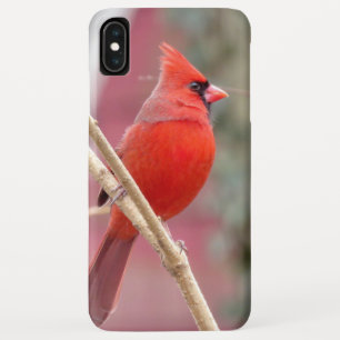 Red Cardinal iPhone Case