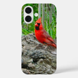 Red Cardinal iPhone Case