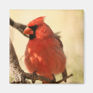 Red Cardinal Magnet