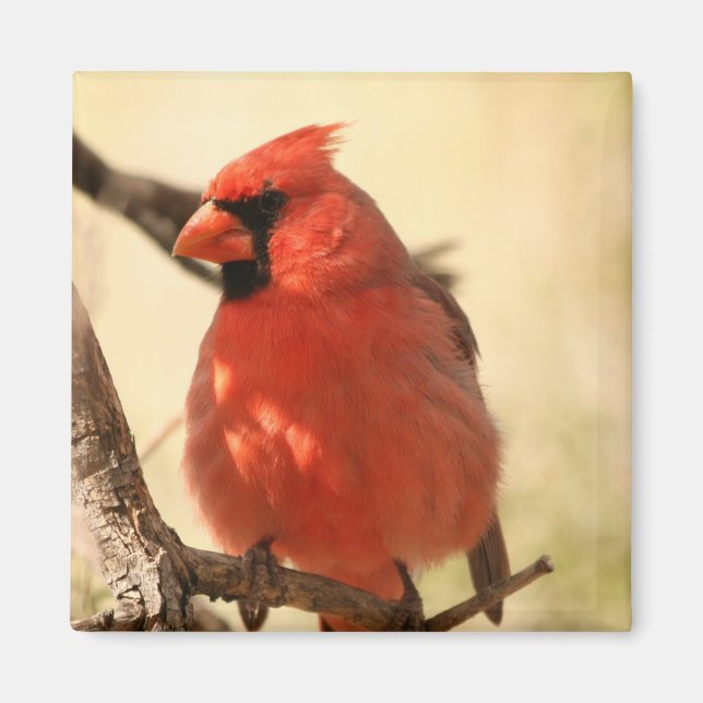 Red Cardinal Magnet (Front)