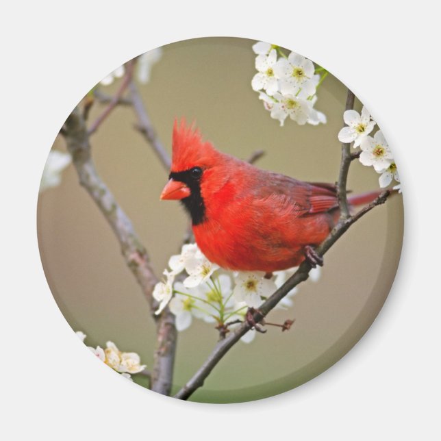Red Cardinal Magnet (Front)