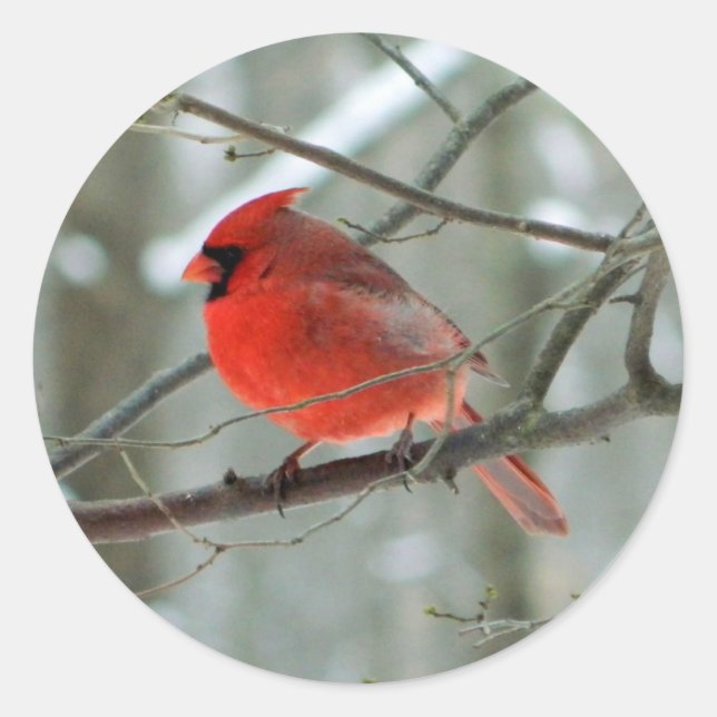 Red Cardinal (Male) Sticker (Front)