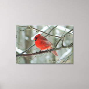 Red Cardinal ( Male) Winter Stretched Canvas Print