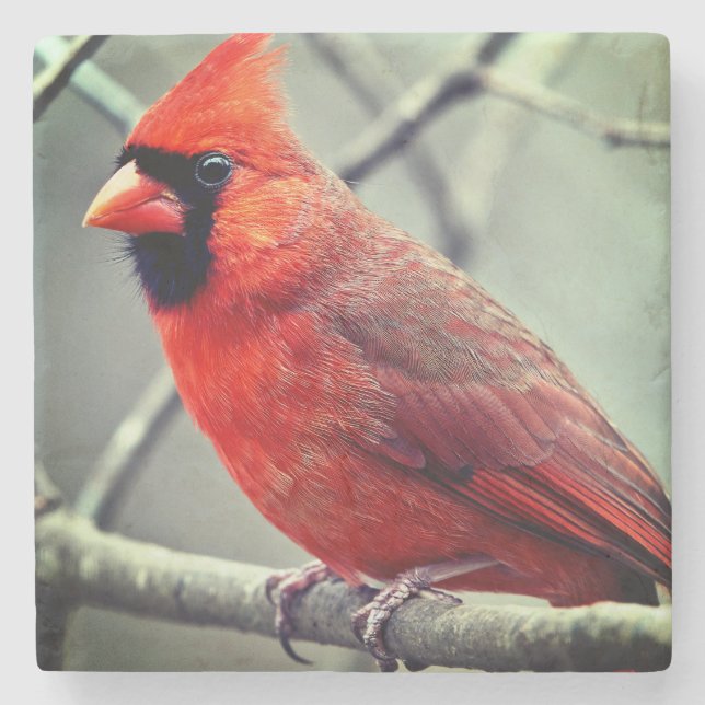 Red Cardinal Marble Coaster Darker Edges (Front)
