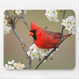 Red Cardinal Mouse Mat