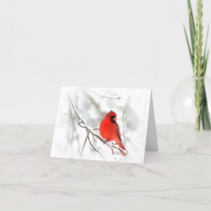 Red Cardinal (Note Cards) Card