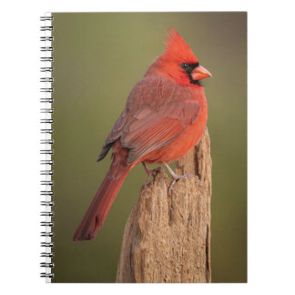 Red Cardinal Notebook