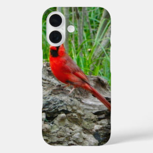 Red Cardinal (Ohio) iPhone Case