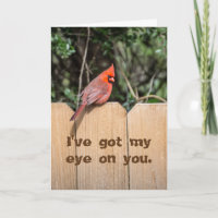 Red Cardinal on Fence Got My Eye on You