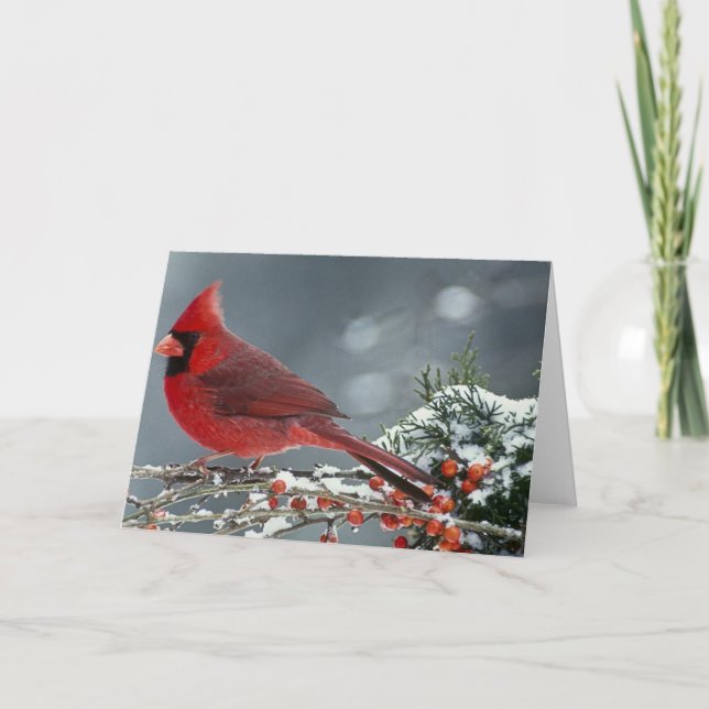 Red cardinal on icy branch of holly card (Front)