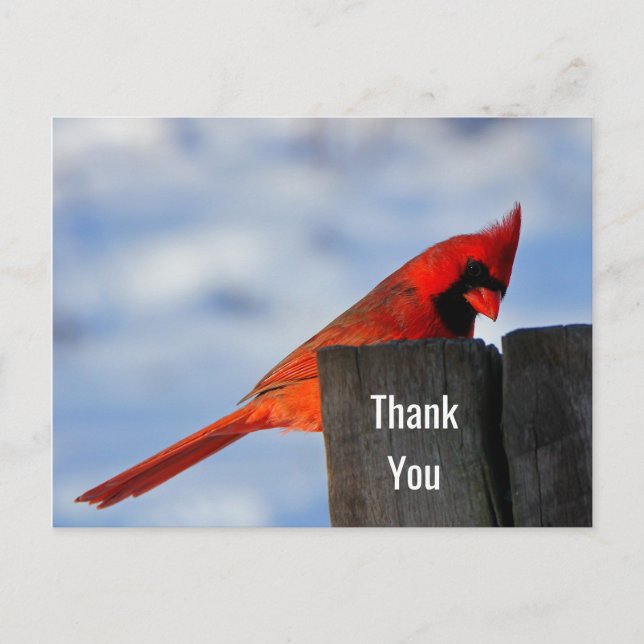 Red Cardinal on Wooden Stump Thank You Postcard (Front)