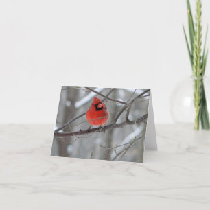 Red Cardinal Perch (Front View) Holiday Card