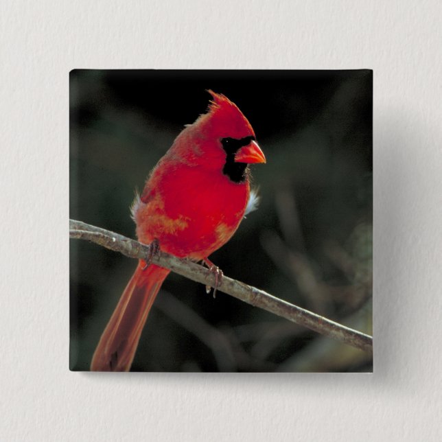Red Cardinal Perched on a Tree Branch 15 Cm Square Badge (Front)
