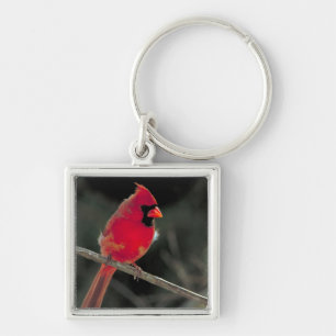 Red Cardinal Perched on a Tree Branch Key Ring