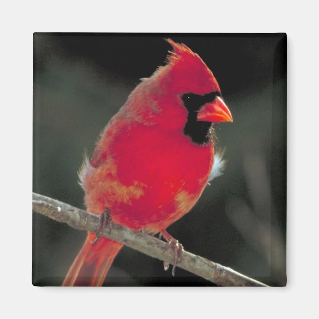 Red Cardinal Perched on a Tree Branch Magnet (Front)
