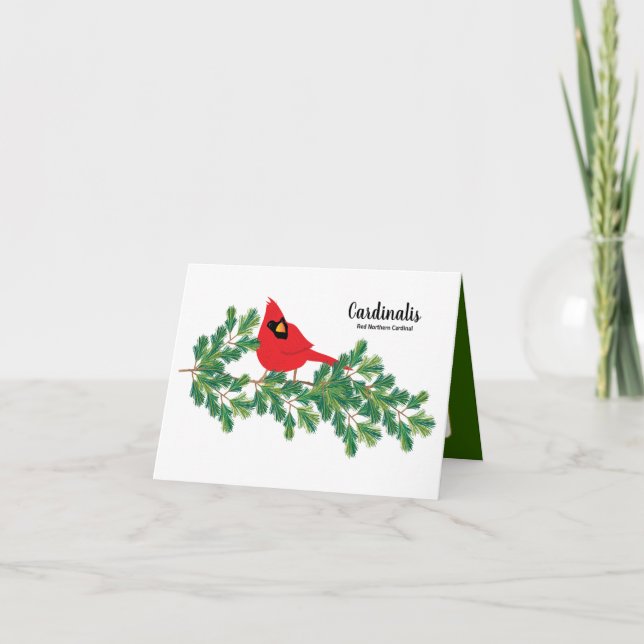 Red Cardinal Perched on Pine Branches Notecard (Front)