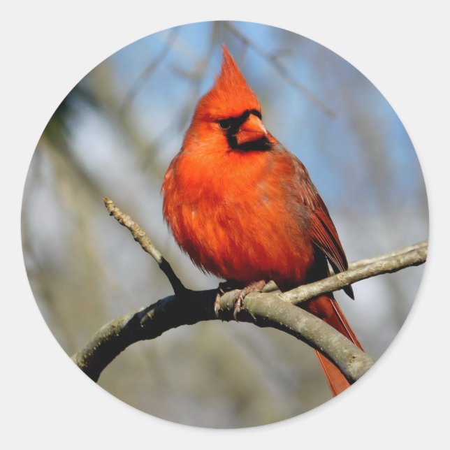 Red Cardinal Portrait  Classic Round Sticker (Front)