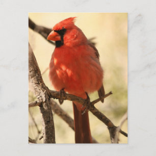 Red Cardinal Postcard
