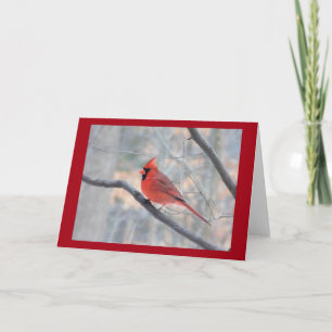 Red Cardinal Profile Card