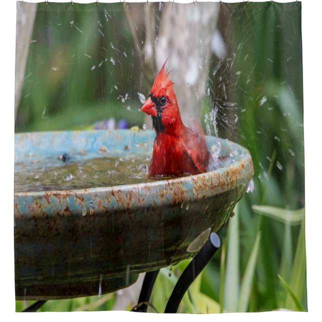 red cardinal shower curtain (Front)