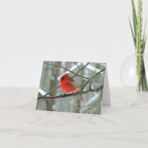 Red Cardinal Side View(Male) Holiday Card