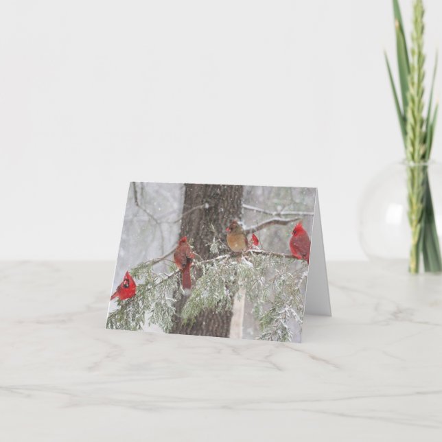 Red Cardinal - SnowBirds Holiday Card (Front)