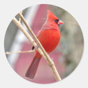 Red Cardinal Stickers