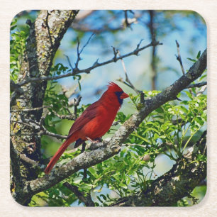 Red Cardinal Wild Bird Photograph Square Paper Coaster