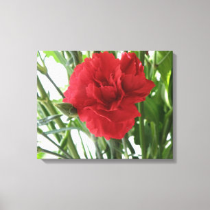Red Carnation Canvas Print