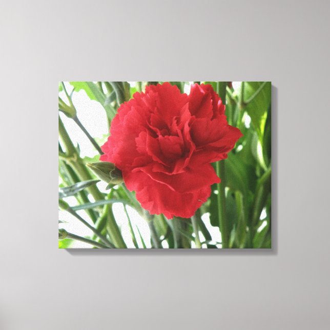 Red Carnation Canvas Print (Front)