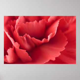 Red carnation flower  ...  poster