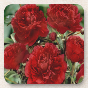 Red Carnation Flowers Coasters