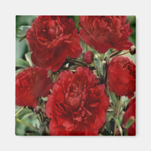 Red Carnation Flowers Magnet