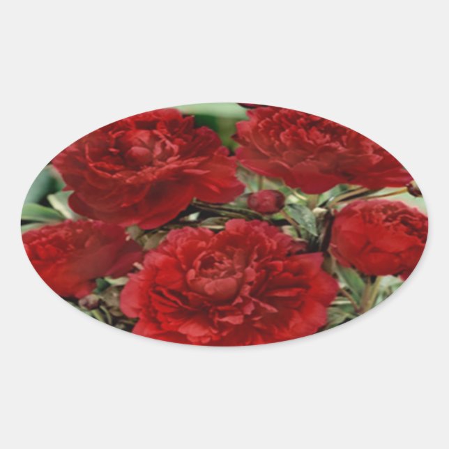 Red Carnation Flowers Stickers (Front)