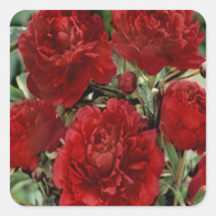 Red Carnation Flowers Stickers