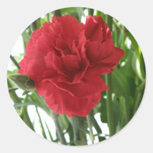 Red Carnation Stickers