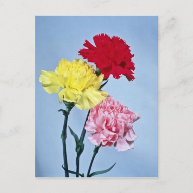 Red Carnation study on white flowers Postcard (Front)