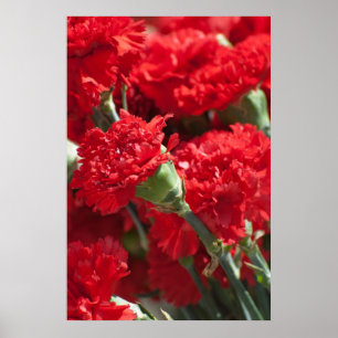 Red carnations poster