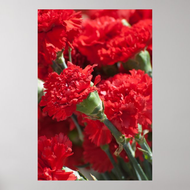Red carnations poster (Front)