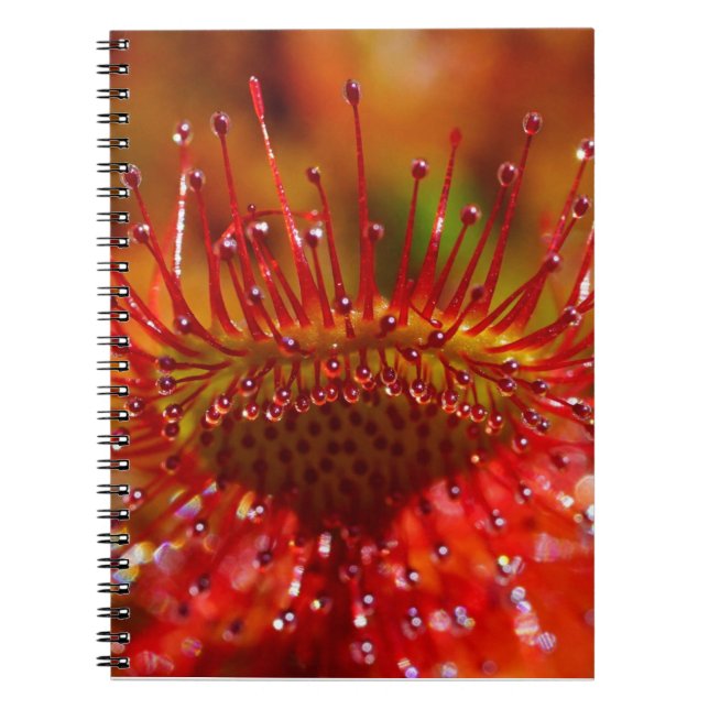 Red carnivorous sundew plant. notebook (Front)