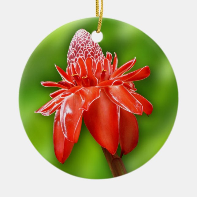 Red Carribean Rose Exotic Flower Ceramic Tree Decoration (Front)