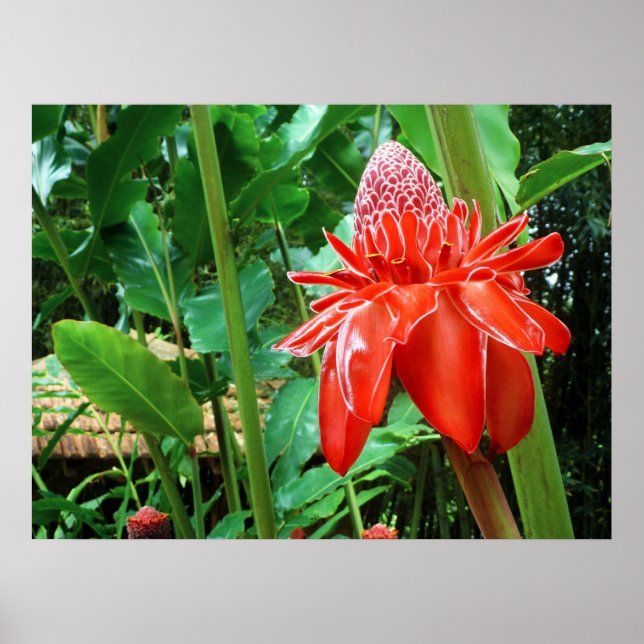 Red Carribean Rose Exotic Flower Poster (Front)