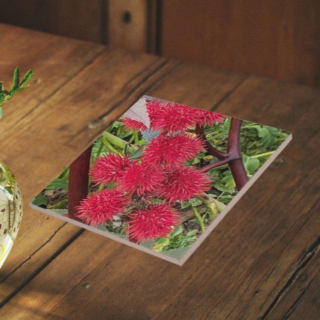 Red Castor Bean Plant Seed Pods Tile (In Situ)