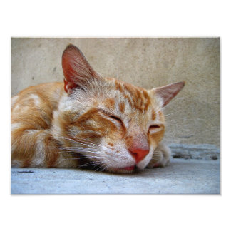 red Cat Photo Print