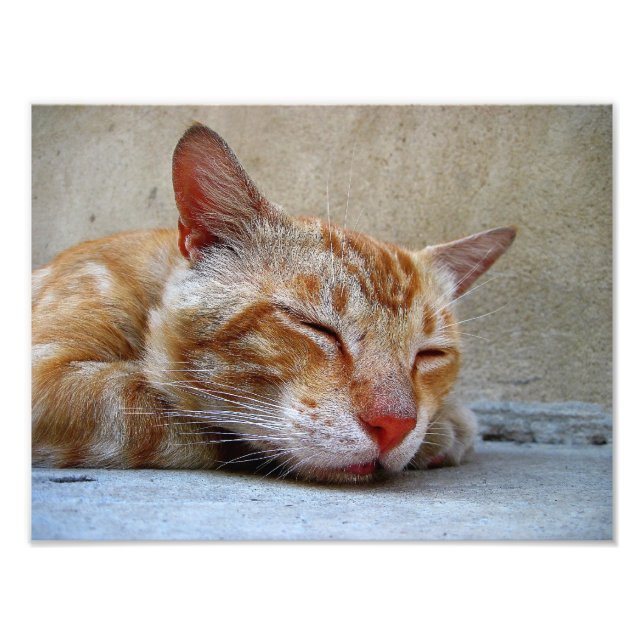 red Cat Photo Print (Front)