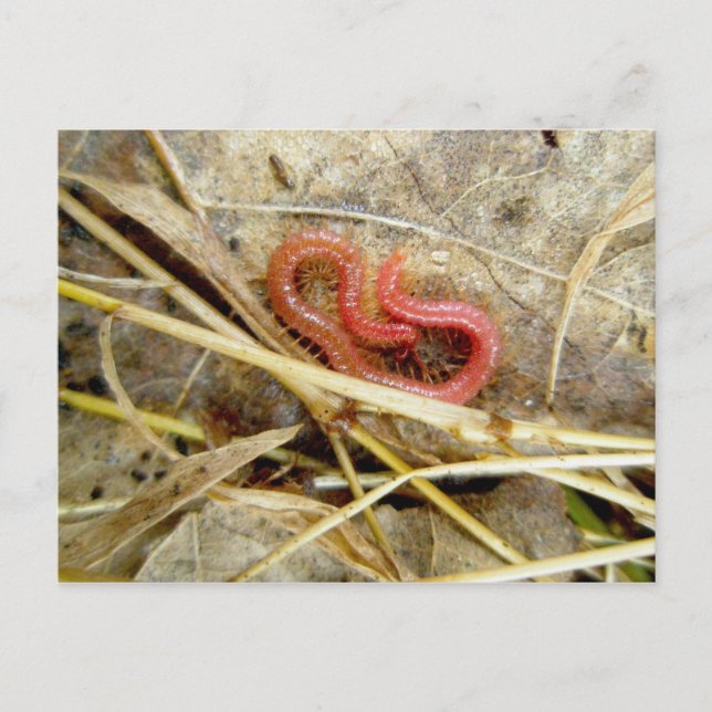 Red Centipede Geophilomorpha (strigamia) Postcard (Front)